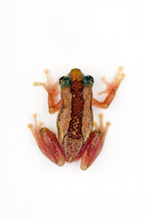 Brown banana frog, Striped spiny reed frog // Brauner Bananenfrosch (Afrixalus dorsalis)