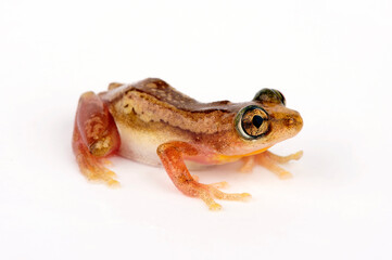 Brauner Bananenfrosch // Brown banana frog, Striped spiny reed frog  (Afrixalus dorsalis)