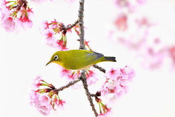 メジロと桜 