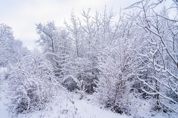 Wild forest in the snow. Winter background, selective focus