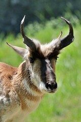 プロングホーンのオスの表情