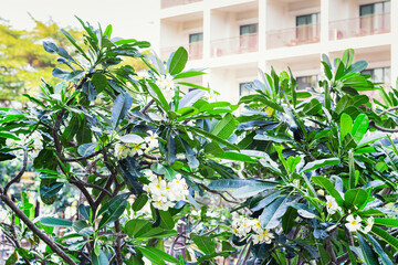 Symbol of Thailand plumeria flower,frangipani or lilavadi on blurred luxury building background
