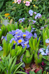 BLUMENBEET IM FRÜHLING