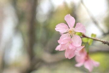 a beautiful sakura tree flower, seasonal cherry blossom flower