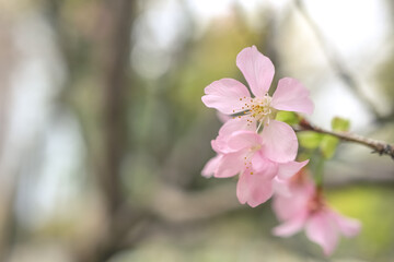 Fototapeta na wymiar a beautiful sakura tree flower, seasonal cherry blossom flower