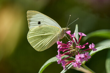Großer Kohlweißling (Pieris brassicae) auf Sommerflieder	
