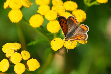 Brauner Feuerfalter (Lycaena tityrus) Weibchen	