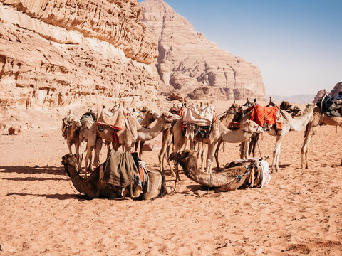 Camel caravan resting on the sand of the Wadi Rum desert in Jordan. Clear, sunny day. Vacation and travel concept
