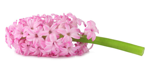Pink hyacinth isolated on white background