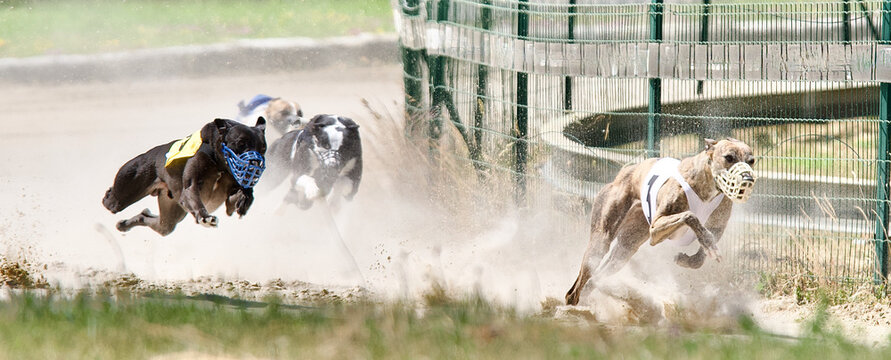 Picture of 4 furious greyhounds racing on sand in Chatillon la palud, France