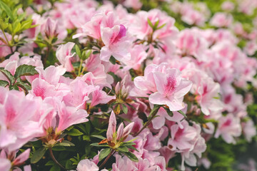 a Pink azalea flowers, Plants Growing At Park