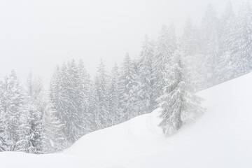 The forest after a heavy snowfall in the region of Flims Laax in Graubünden, Switzerland