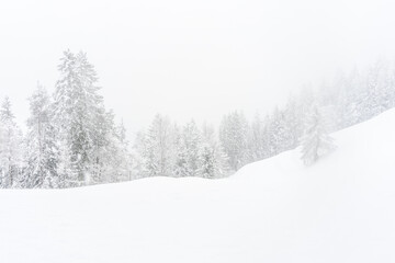 The forest after a heavy snowfall in the region of Flims Laax in Graubünden, Switzerland