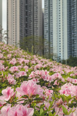 a Pink azalea flowers, Plants Growing At Park