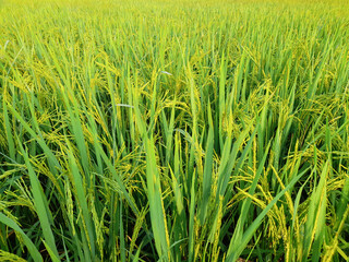 rice fields with green rice plants that are starting to age