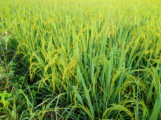 rice fields with green rice plants that are starting to age