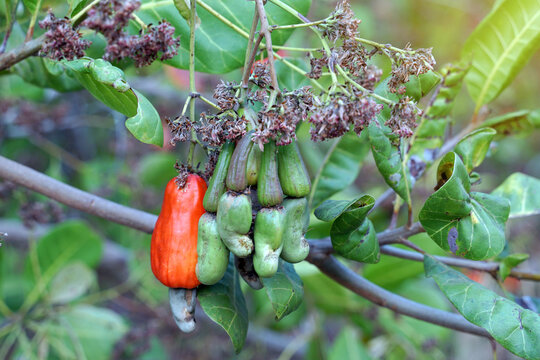 Cashew fruit tree. The fruit looks like rose apple or pear. The young fruit is green. When ripe, it turns red-orange. At the end of the fruit there is a seed, shaped like a kidney.