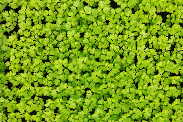 Young shoots of parsley in spring greenhouse.Top view.Plants for vegetarian salad. Celery is grown...