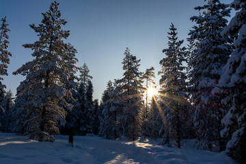 Sun in the winterly forest in Rovaniemi, Finland
