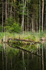 Obraz premium Lake in the forest