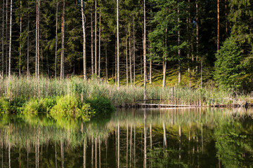 Lake in the forest
