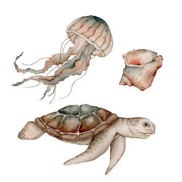 Set of sea animals poster. Blue, greeen, brown watercolor ocean shell, aquarium, turtle, jellyfish, medusa. Nautical wildlife marine illustration