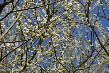 Seasonal springtime closeup on twigs of a female Goat Willow, Salix caprea, against a blue sky