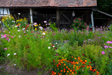 Bauerngarten mit bunten Blumen wie Sonnenhut, Cosmea und Phlox