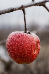 a frozen red apple on an apple tree