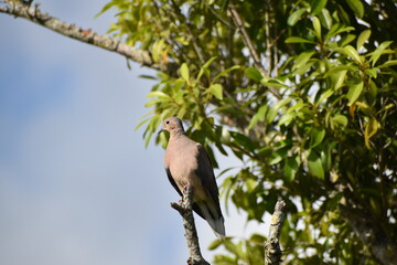 dove perched on a tree in the swamp