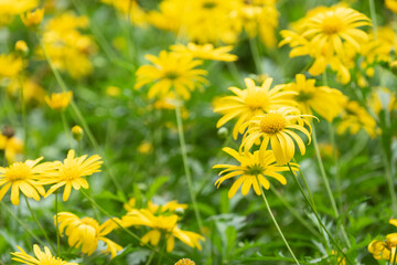yellow dandelions on grass