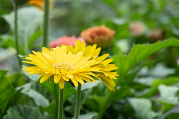 yellow dandelion flower