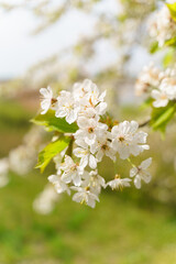 beautiful Flowers of the cherry blossoms on a spring day