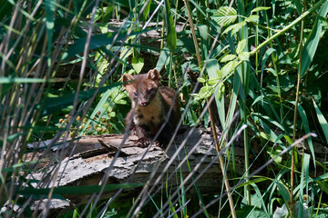 Baummarder bei der Rast in Linum	