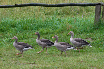 Graugänse in Brandenburg	