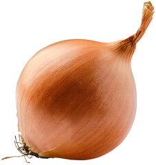 Bulb of white onion - obrazy, fototapety, plakaty