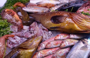 Fresh fish on the counter of a city market in Italy during the summer.
