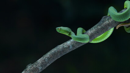 green lizard on a branch