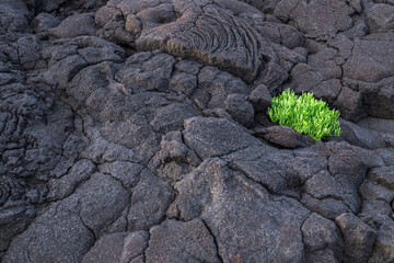 The first vegetation / The first vegetation on a cooled lava field. The volcanic island of Pico is part of the Azores archipelago, Portugal. - 580276442
