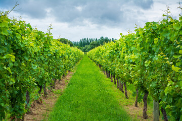 Fototapeta na wymiar Rows of lush green grapevines under stormy sky. White grapes ripening in a vineyard. Gisborne region, New Zealand
