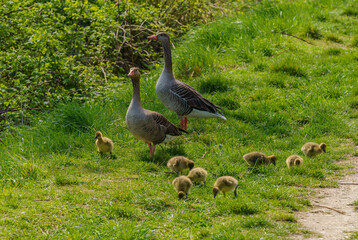 a portrait of a greylag goose family Anser Anser at the morning