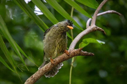 Seychelles Bulbul (Hypsipetes crassirostris) in Seychelles
