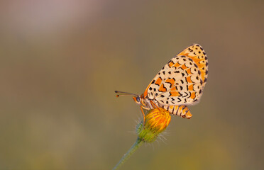 Beautiful iparhan butterfly ; Melitaea trivia ( Syriaca )