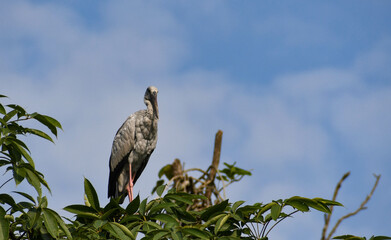 lesser adjutant stork