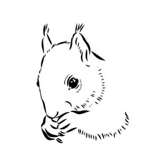 Hand drawn squirrel. Retro realistic animal isolated. Vintage style. Doodle line graphic design. Black and white drawing mammal. Vector sketch. Christmas animal.