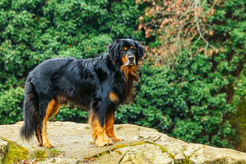 black and gold Hovie dog hovawart on stone with green background