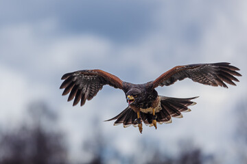 Harris's hawk (Parabuteo unicinctus) drifting to the ground