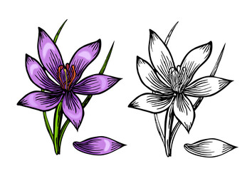 Crocus vector sketch illustration isolated on white background, saffron sketch art. Saffron flower. Template for packaging design, label, banner, poster, icon. Coloring page.
