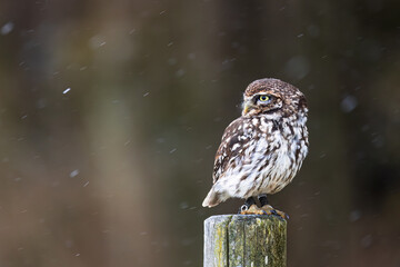 cute little owl (Athene noctua) on a fence post