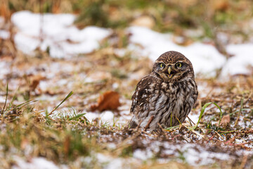 cute little owl (Athene noctua) sitting on the ground and hooting
